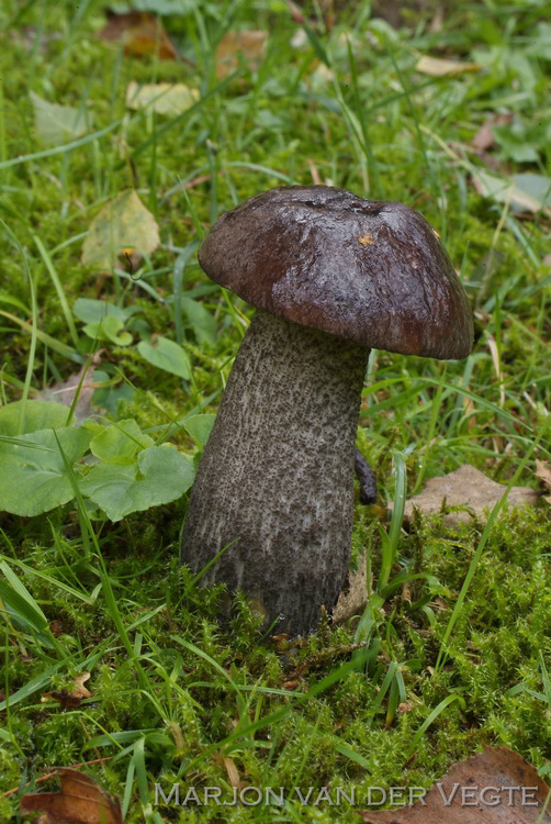 Zwarte berkenboleet - Leccinum melaneum